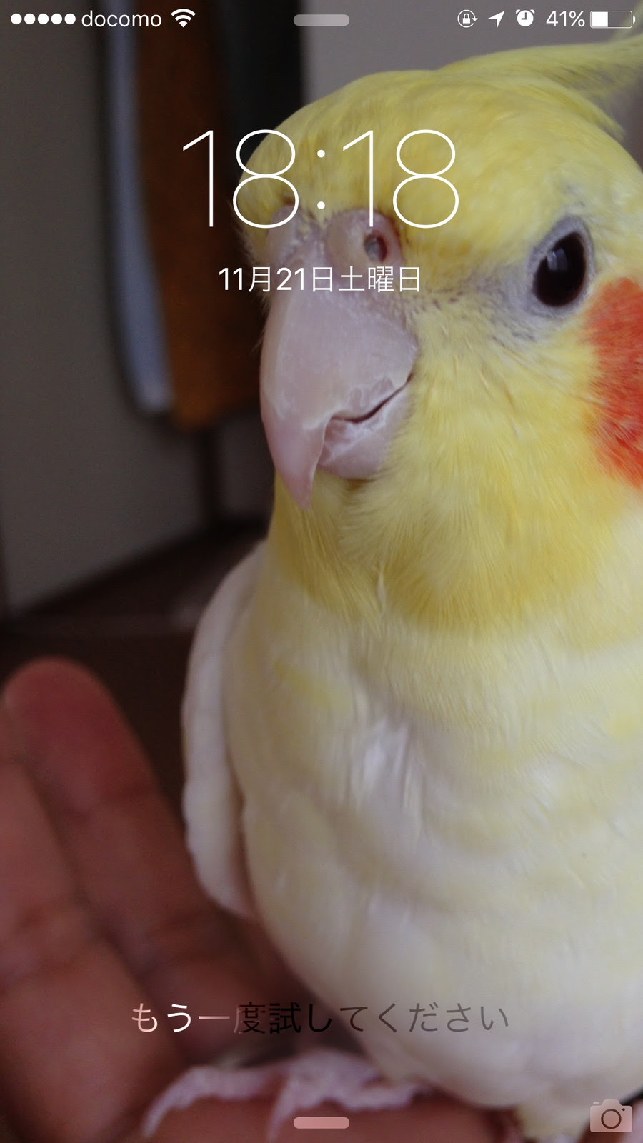年の最高 オカメインコ 壁紙 Jpbestwallpaper
