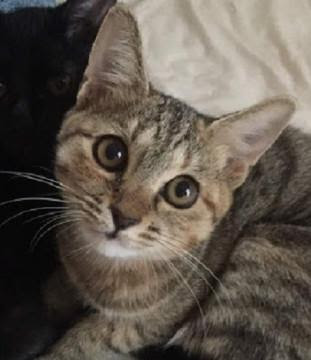 無料ダウンロード猫 キジトラ 可愛い 最高の動物画像