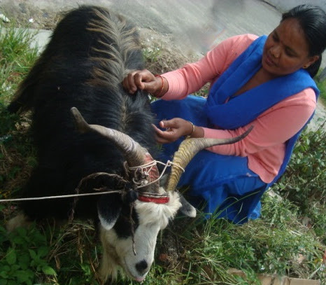 Woman slaughter 2 chickens under feet. Shopping For Pashmina Cashmere And Shahtoosh Shawls In India Buckettripper
