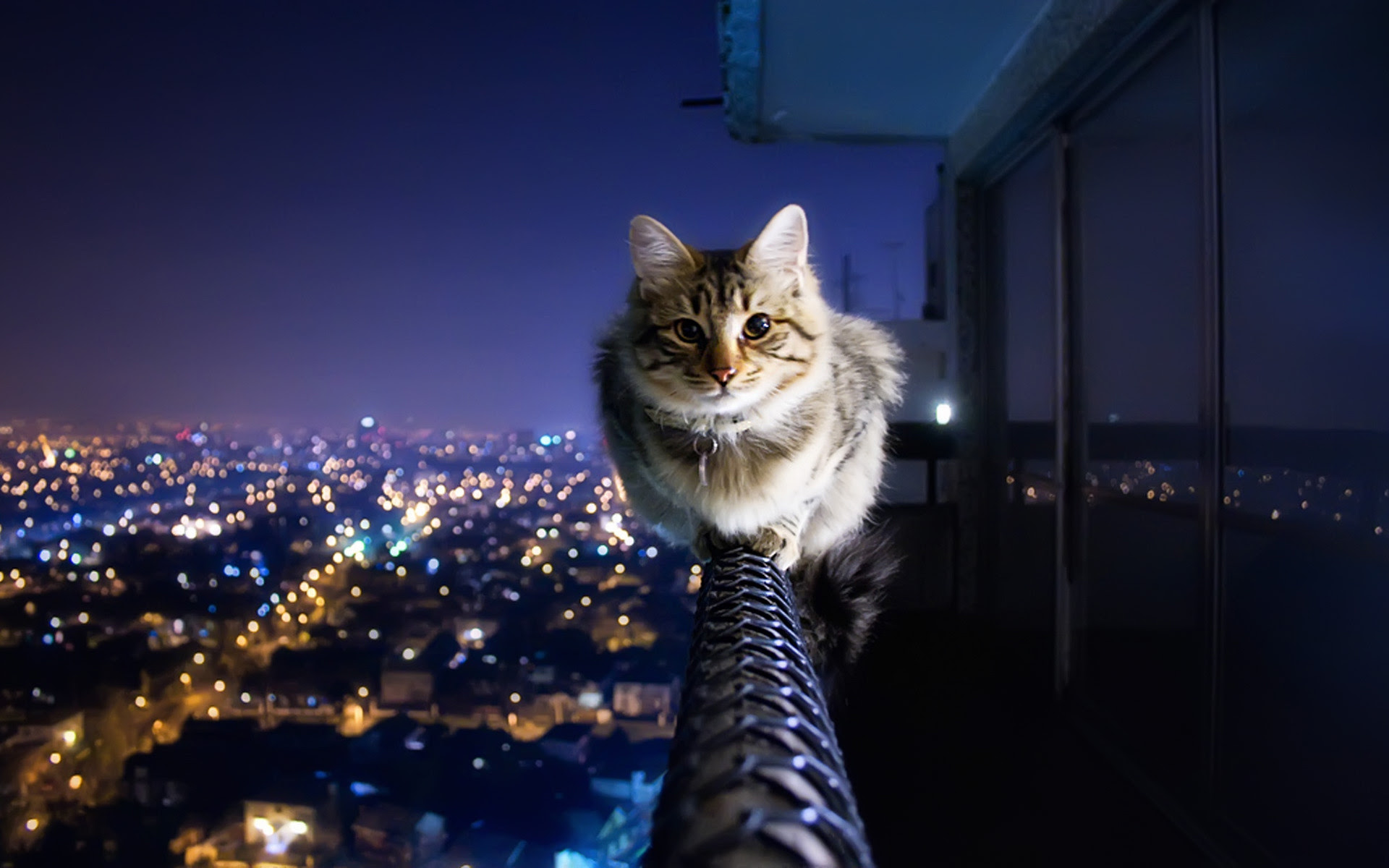 Desktop Cat Cartoon Wallpaper Hd