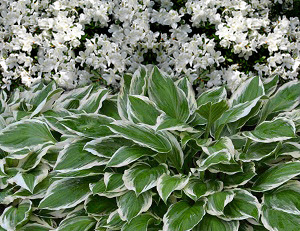 Garden von steven breed garden designs #breed #elegans #garden #hostas #rhododendron the post. Plant Combination Azalea Rhododendron Delaware Valley White And Hosta Undulata Albomarginata