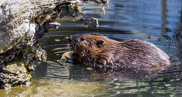 The most common complaints include the following to learn more about this, read my how to kill a beaver page. Get Rid Of Beavers Humane Wildlife Control Society