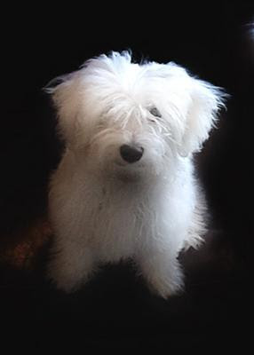 Maltese breeders with over 10 years experience, offering a 10 year guarantee! Maltese Adoption Online