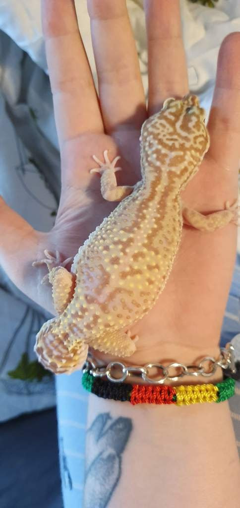 Genjer grows abundantly in java and is known as a food that peasants can rely on in times of hardship. My Leopard Gecko Weighs Grams Is This Ok Reptiles Amino