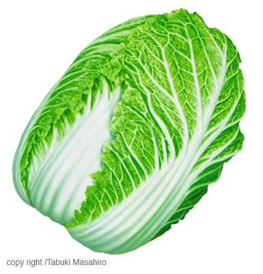 最高の白菜 イラスト リアル 美しい花の画像