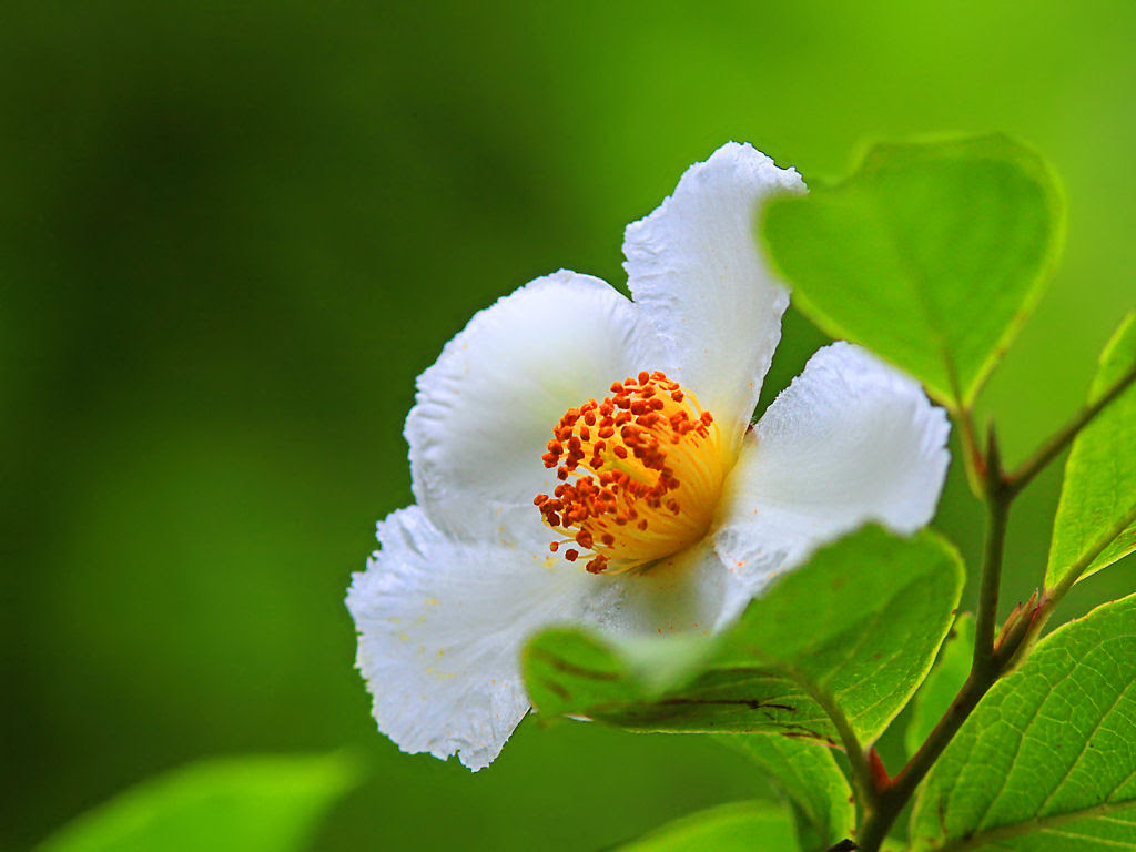 ラブリーデスクトップ 壁紙 無料 花 最高の花の画像