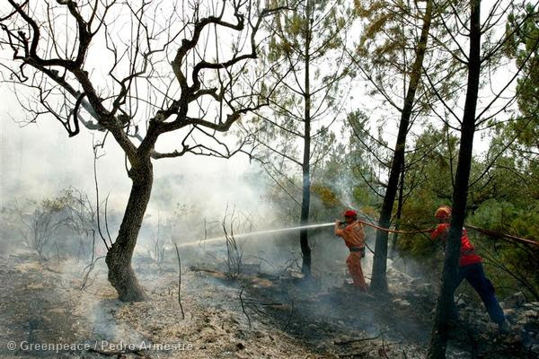 Propuesta para acabar con los incendios forestales