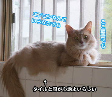 猫 エアコン 嫌い 猫のクーラー嫌いは大問題 暑い夏 長時間の留守番をどう乗り切る Amp Petmd Com