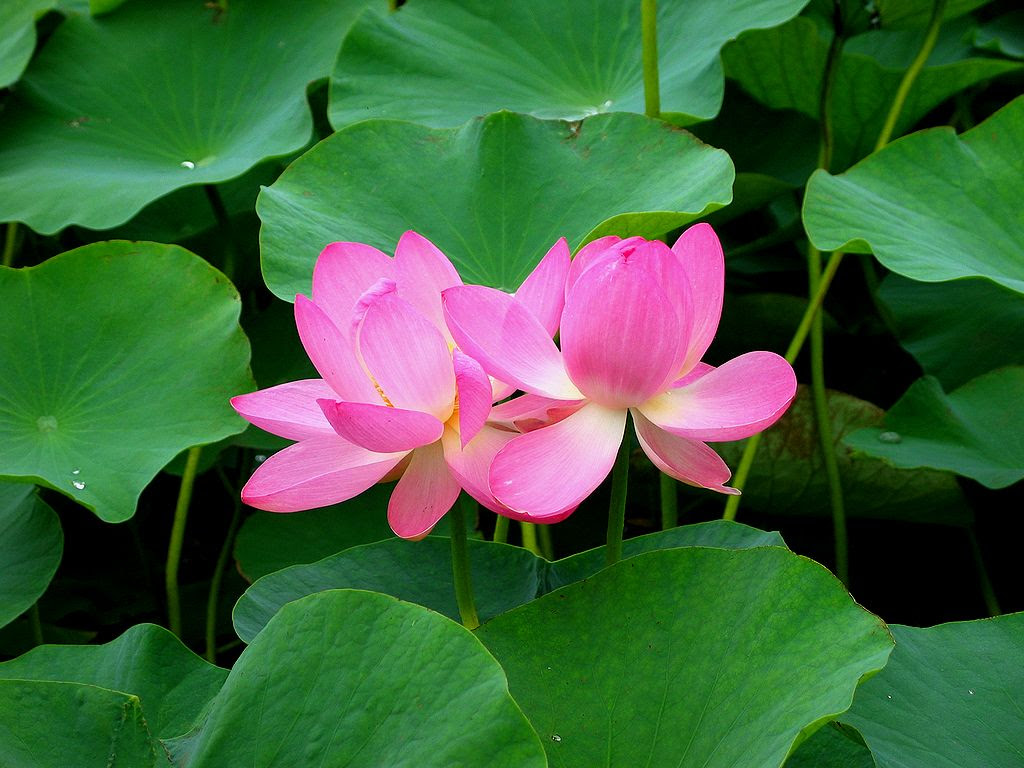 ベスト50 蓮の花 壁紙 最高の花の画像