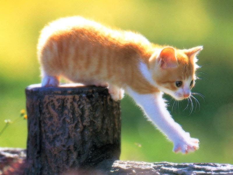 Image De Chaton Roux Et Blanc Get Images Two