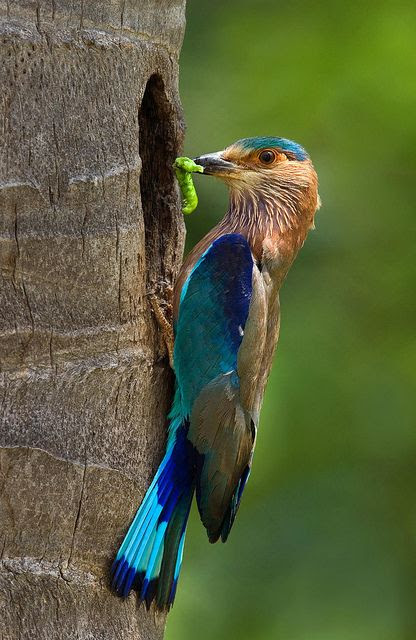 Indian Roller bird,  by najeebkhan2009 on Flickr