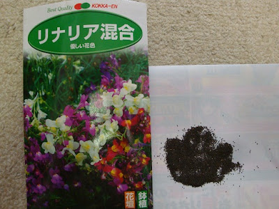 √ダウンロード リナリア 種から 258338-リナリア 種から