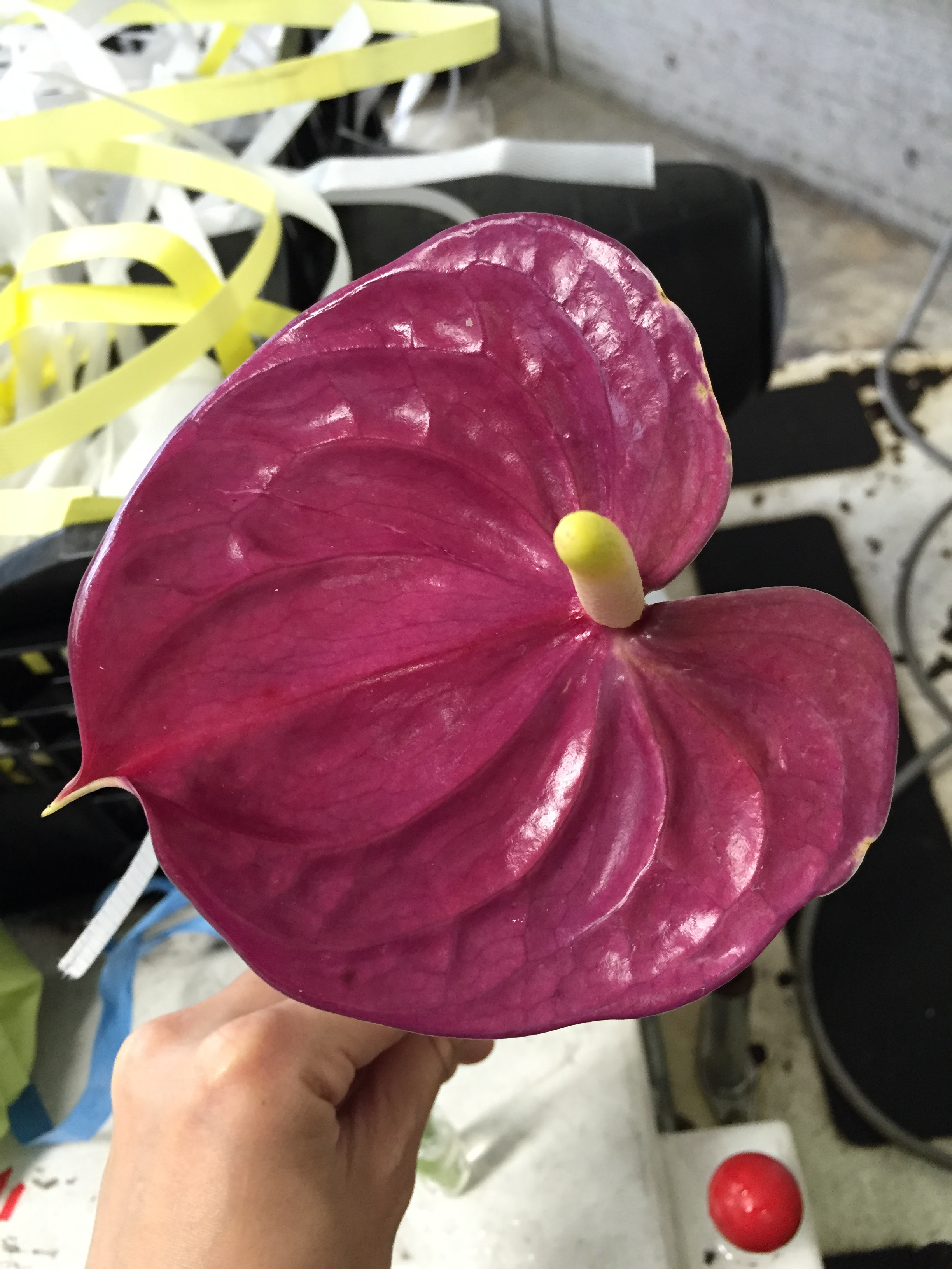 すべての花の画像 トップ100 アンスリウム 切り花 品種