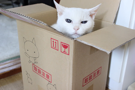 ディズニー画像のすべて 最高ダンボール 猫 捨て 猫 イラスト
