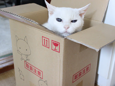 コレクション ダンボール 猫 捨て 猫 イラスト 114721