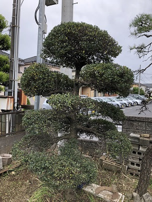 最高ツゲ 剪定 時期 すべての美しい花の画像