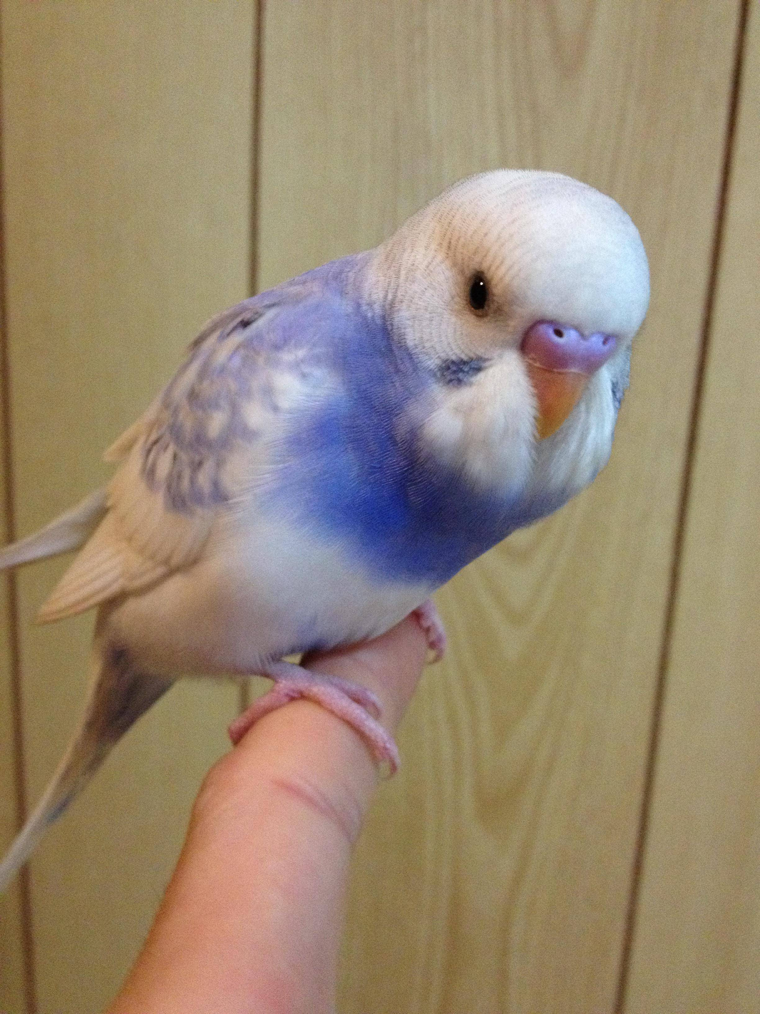 これまでで最高のインコ 子供 飼い方 かわいい子供たちの画像