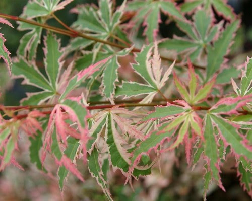 Acer palmatum ' ao kanzashi ' japanese maple tree. Variegated Japanese Maple Plant 15 30cm Acer Palmatum Butterfly
