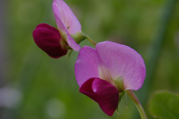 すべての美しい花の画像 驚くばかりさやえんどう 花