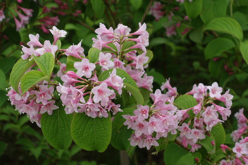 心に強く訴える花の名前 ピンク 美しい花の画像