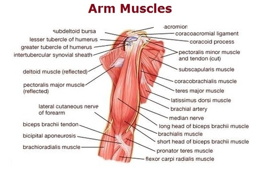 Ridge muscles of the arm. Arm Muscles Anatomy System Human Body Anatomy Diagram And Chart Images