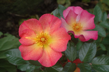 Le peonie sono fiori raffinati e preziosi simili alle rose ma senza spine: Coltivazioni