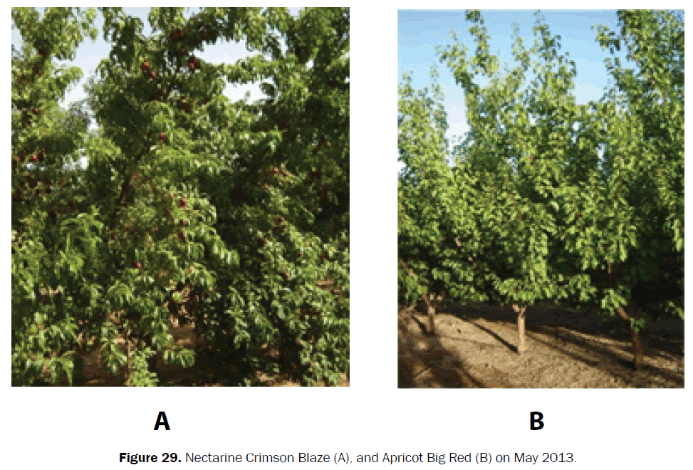 Check spelling or type a new query. Evaluation Of Super High Density Planting Of Stone Fruits Cultivars At Tadco Tabuk Saudi Arabia Open Access Journals