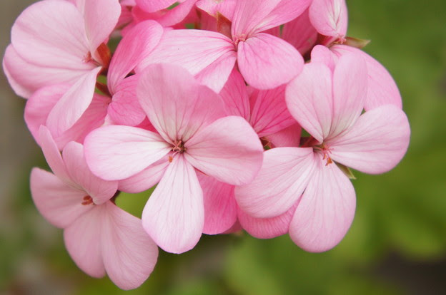 50 素晴らしいゼラニウム ピンク 最高の花の画像