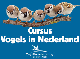 Beginnerscursus Vogels in Nederland