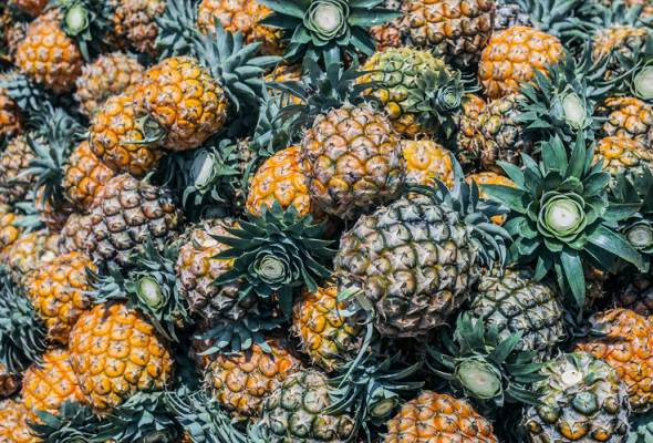 Penerapan teknologi usaha keripik nenas. Usahawan Agro Muda Digesa Manfaat Industri Nanas Sebagai Kekayaan Baharu Negara Astro Awani