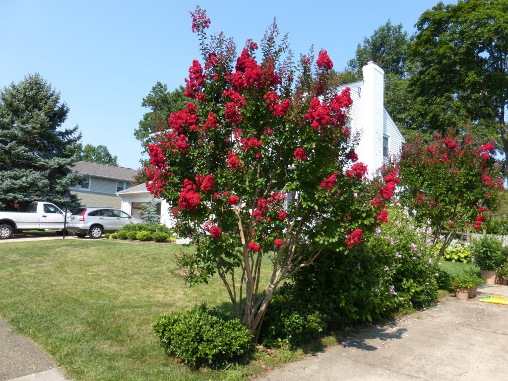 Aug 19, 2019 · victor crepe myrtle (lagerstroemia indica 'victor') zones: Clearance Sale La Tejana Trees
