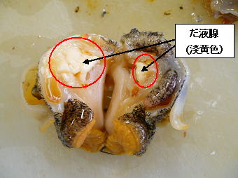 驚くばかりバイ 貝 煮付け 唾液腺 最高の花の画像