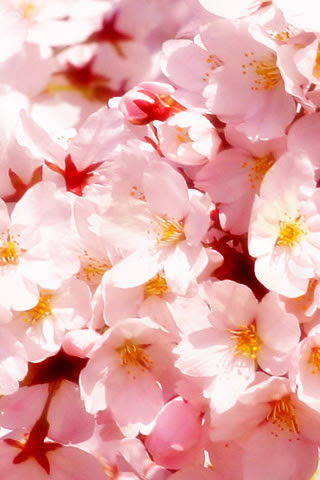 心に強く訴える桜 Iphone 壁紙 アニメ画像