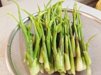 すべての花の画像 50 ミョウガ 茎