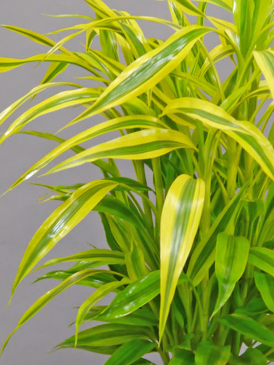 すべての美しい花の画像 綺麗な竹 みたい な 植物