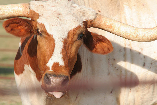 Come to Austin, we have long horns