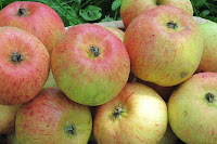 Характеристика и описание яблони “Коробовка”
