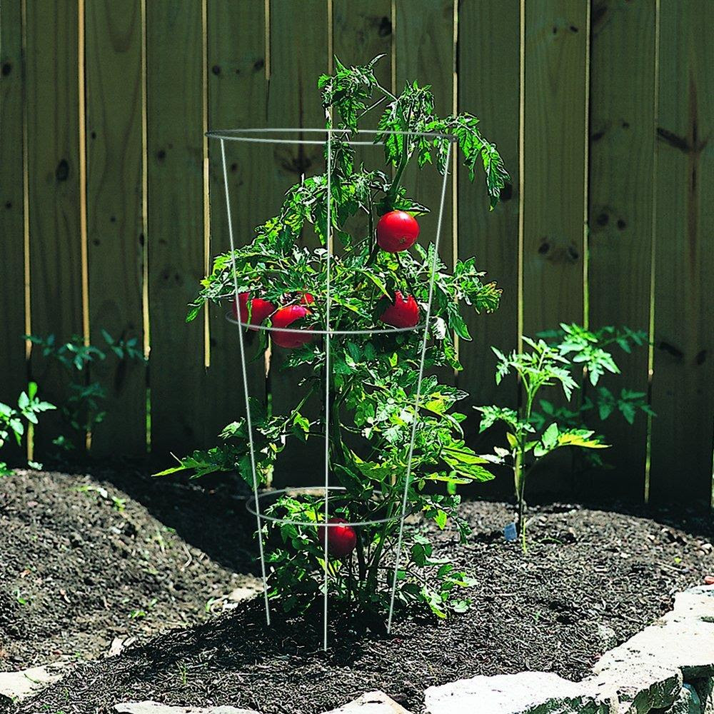 My new bell pepper cages. 33 In Galvanized Steel Wire Round Tomato Cage In The Tomato Cages Department At Lowes Com