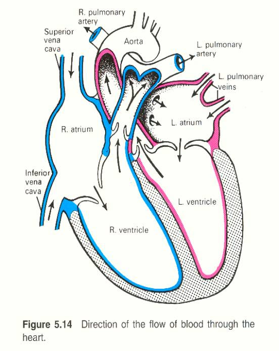 Unlabeled Heart Diagram Human Anatomy