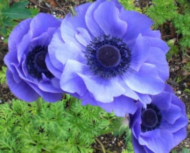 すべての美しい花の画像 最新のhd花 言葉 かっこいい
