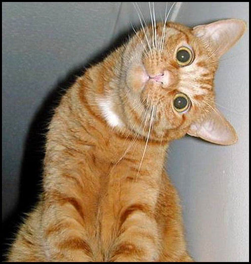 猫 面白画像 顔