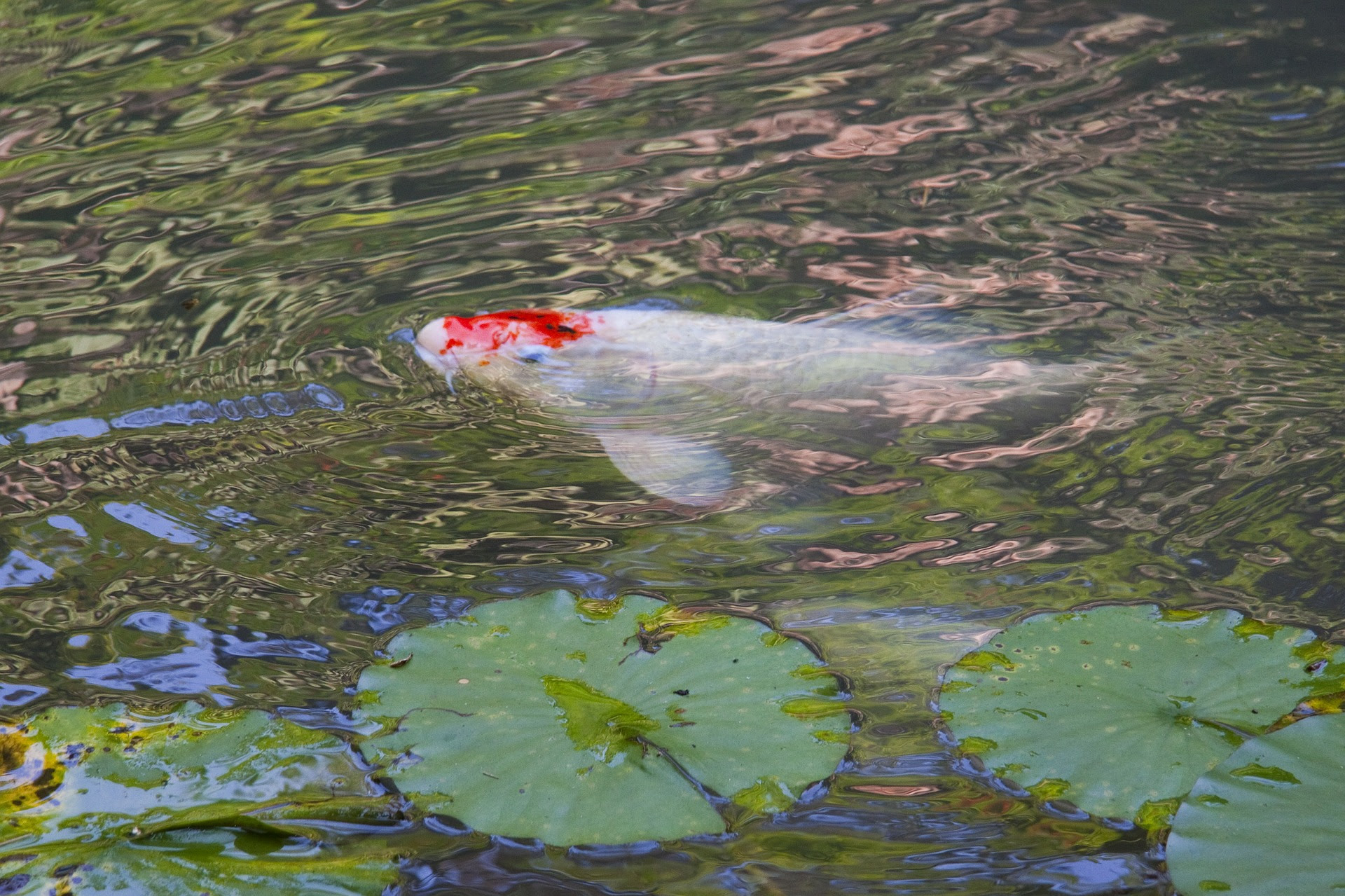 Many townships, villages and cities have embraced the. Backyard Aquaculture Raise Fish For Profit Environmental Professionals Network