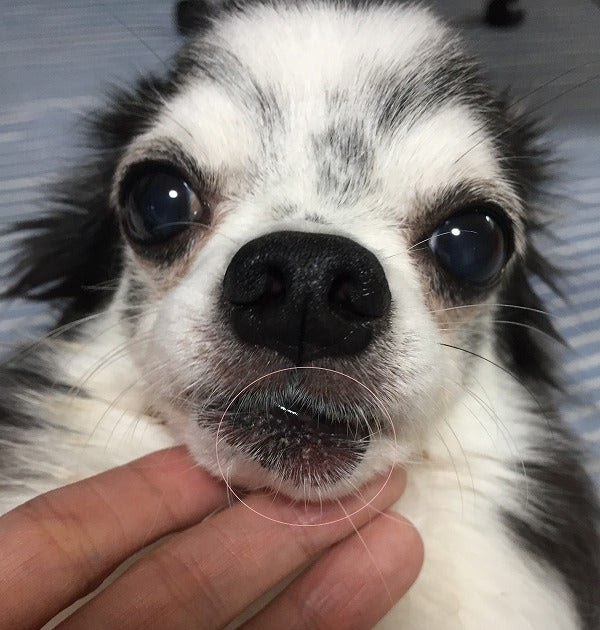 ベストコレクション 犬 顎の下 腫れ 5857 犬 顎の下 腫れ Thanfreewall