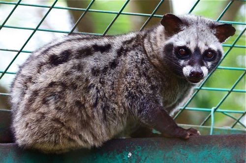 30 Gambar  Hewan Musang  Inspirasi Spesial 