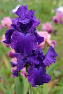 Fiore composto rosa scuro o violetto. Fantasia Fiori Azienda Agricola Dei F Lli Migliorin Vivaio