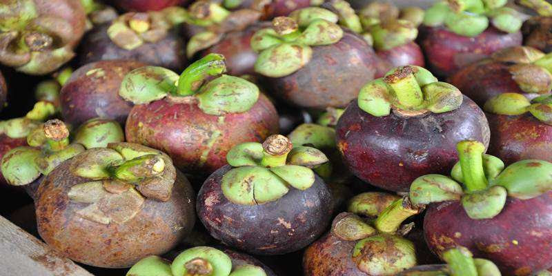 Saat anda mengkonsumsi buah manggis tentu saja anda bisa merasakan rasa nya yang segar dan juga manis, namun anda sebaiknya tidak hanya menikmati buahnya saja, karena kulit pada buah manggis juga sangat. Mengolah Kulit Manggis Sebagai Ramuan Herbal Artikel Pertanian Terbaru Berita Pertanian Terbaru