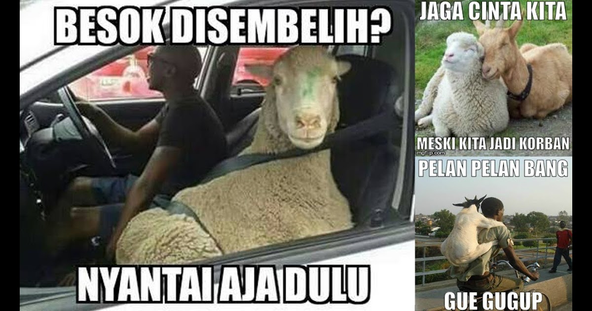 Kumpulan Gambar Meme Lucu Tentang Hewan Qurban