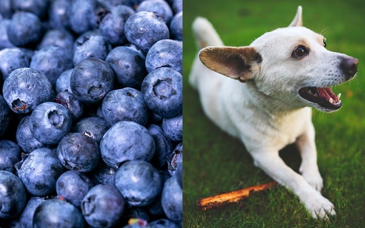 Can Dogs Eat Blueberries? Super Foods for Dogs - dog and ...