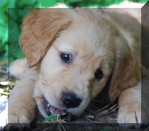 Find content updated daily for golden retriever puppies houston Ghgrc