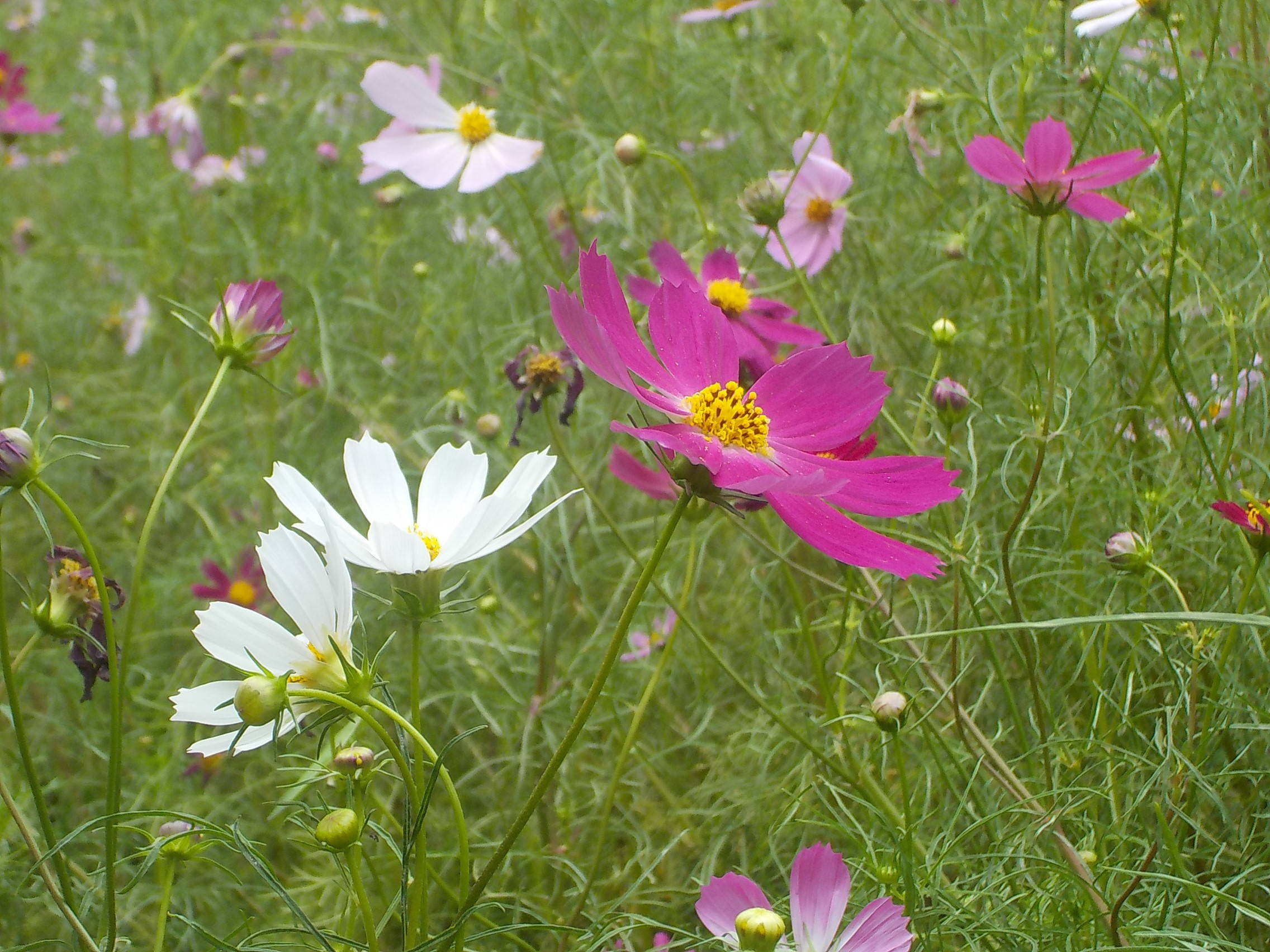 ダウンロード済み 約束の丘 花畑 ラグマス ラグマス 約束の丘 花畑 Ep Gambarsaeuva